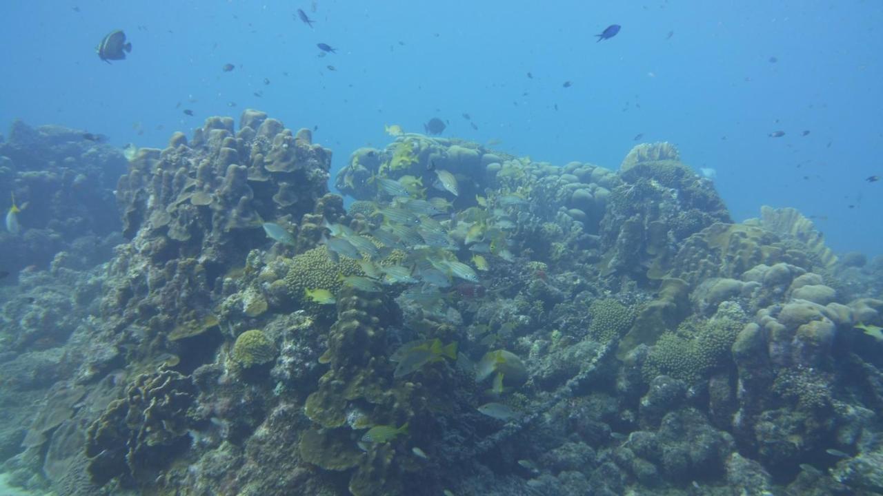 Marazul Dive Resort. 3 Bedroom Seafront House. Dive, Snorkel, Enjoy Amazing Sunsets Westpunt 外观 照片
