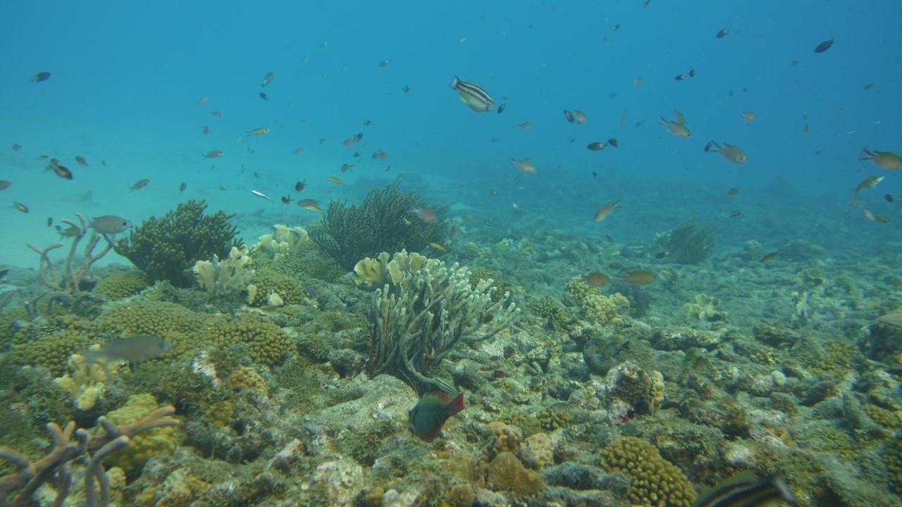 Marazul Dive Resort. 3 Bedroom Seafront House. Dive, Snorkel, Enjoy Amazing Sunsets Westpunt 外观 照片